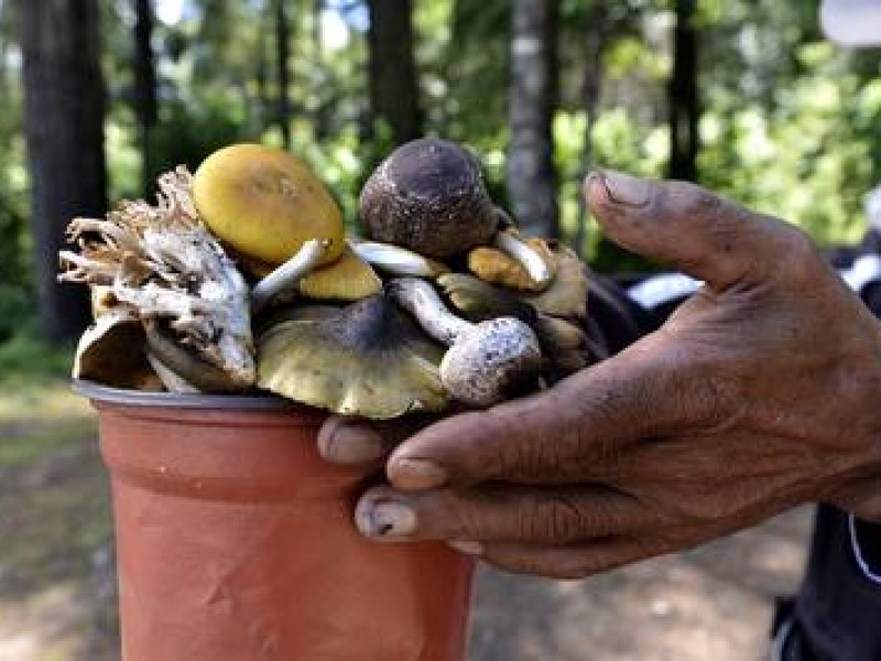 Edomex entre las entidades con mayor diversidad de hongos