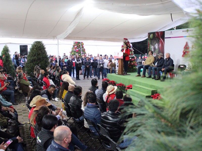 Edomex líder en producción de árboles de Navidad