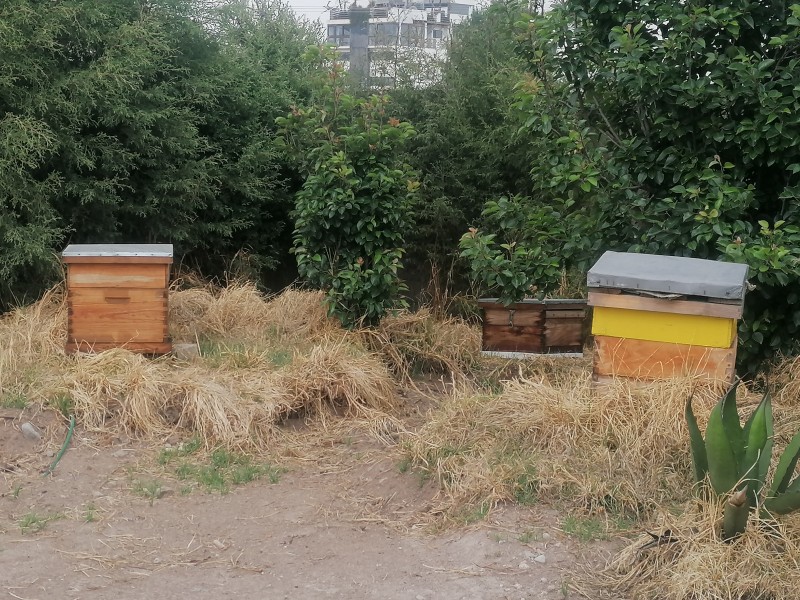 Edomex ocupa el onceavo lugar en la actividad apicola