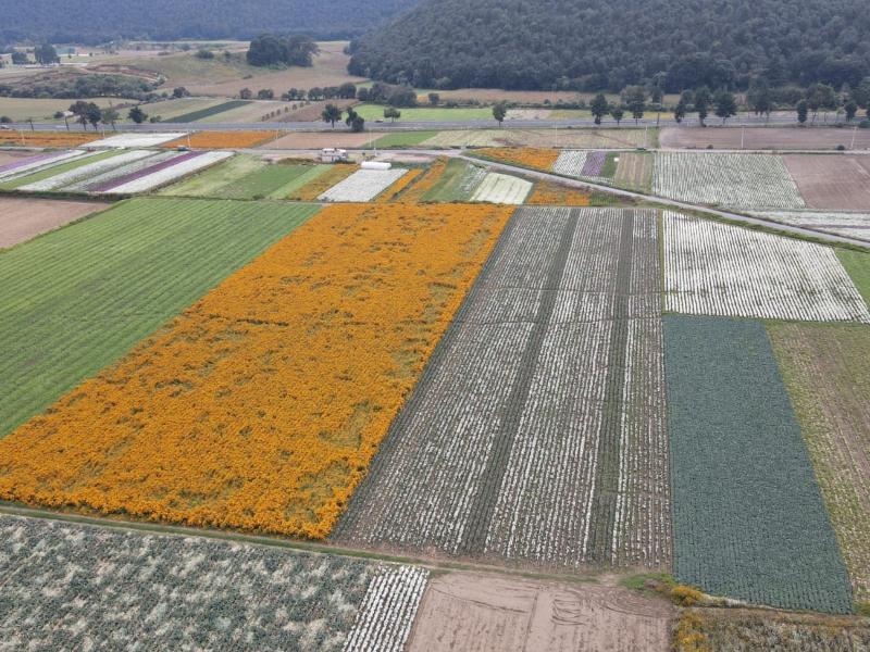 Edomex prepara 2 mil hectáreas de flor para Día de Muertos