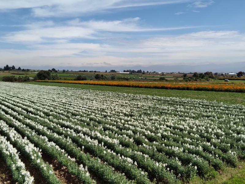 Edomex principal productor de flor