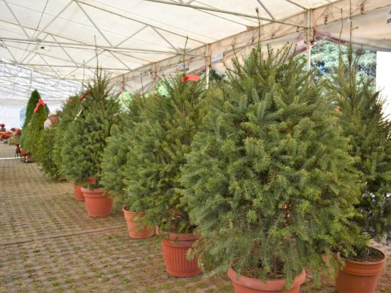Edomex productor de árboles de navidad