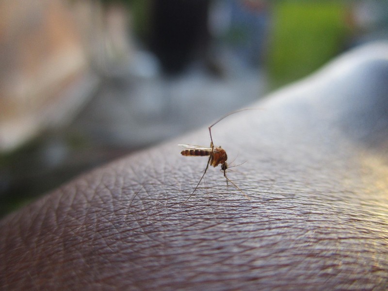 EDOMEX registra baja en casos de Dengue, combaten con rastreos