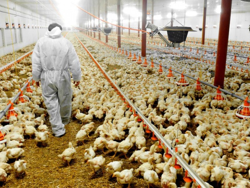 EEUU confirma primer infectado por gripe aviar en un humano