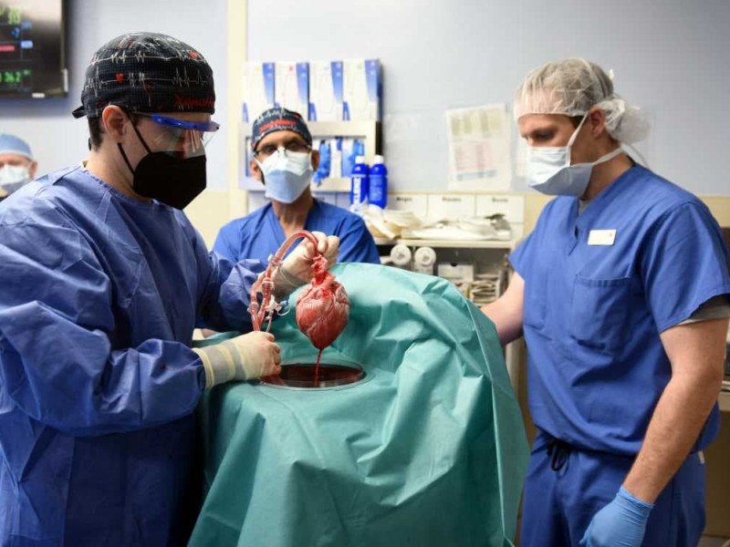 EEUU: Realizan 1er trasplante de corazón de cerdo a humano