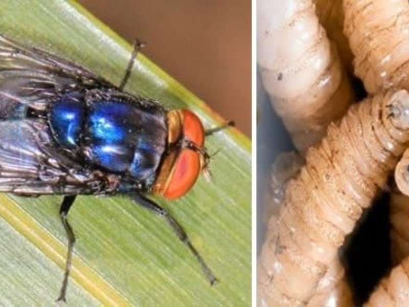 EEUU único con patente para manejo de moscas contra barrenador