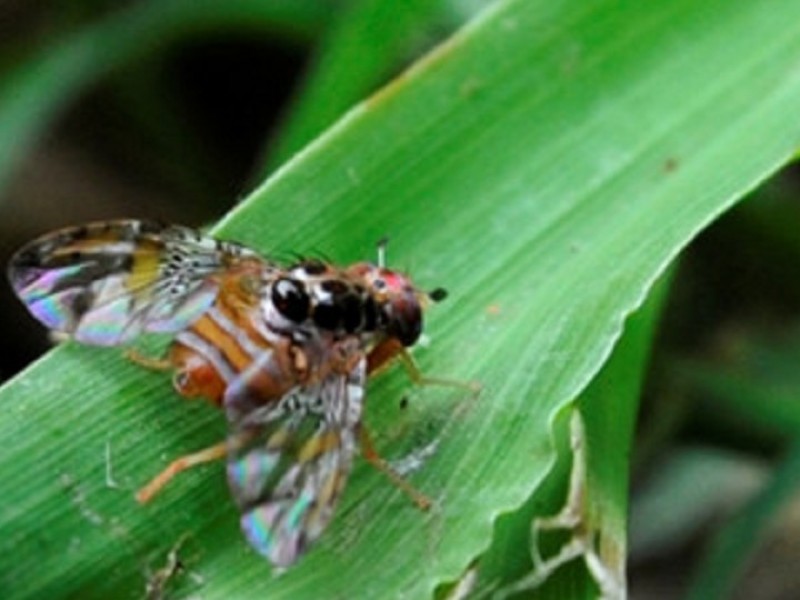 Efectivo combate contra la mosca del mediterráneo