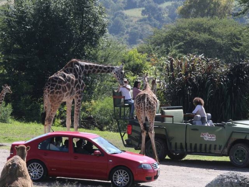 Efectos del eclipse en los animales de Africam Safari