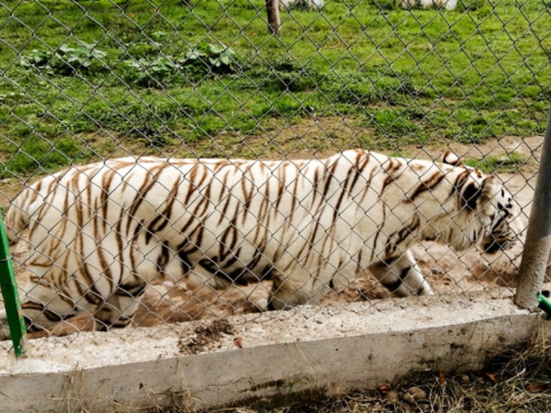 Ejemplar de tigre se escapa en Xicotepec, tras afectaciones por lluvias