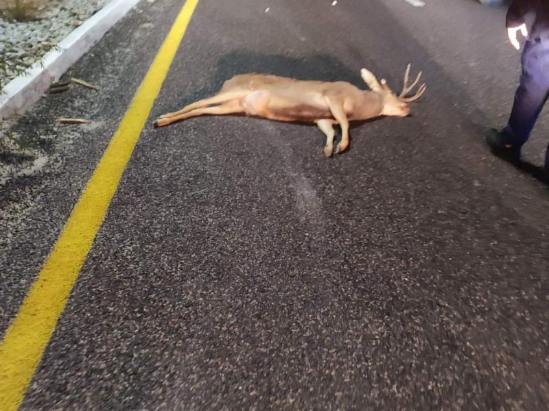 Ejemplar de venado 