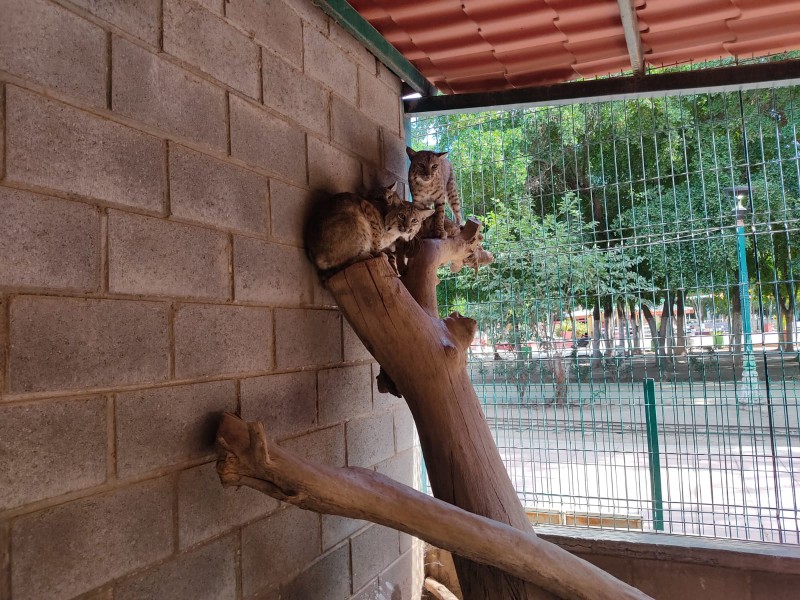 Ejemplares del parque Villafañe en Guasave cambiarán de hábitat