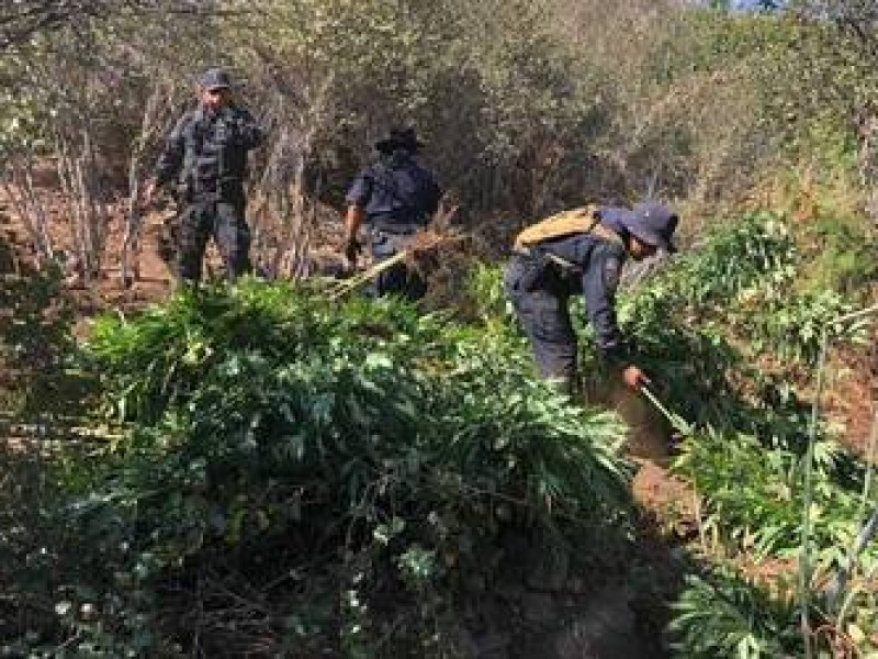 Ejército destruye 56 mil plantas de marihuana