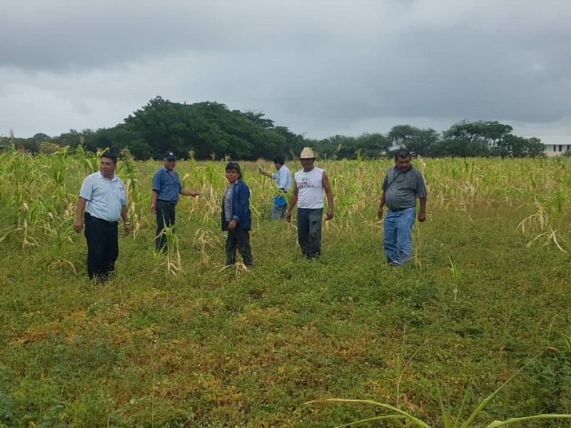 Ejidatarios recibirán pago de 850 hectáreas siniestradas