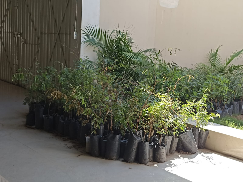 Ejido Salina Cruz reforesta bancos de piedra