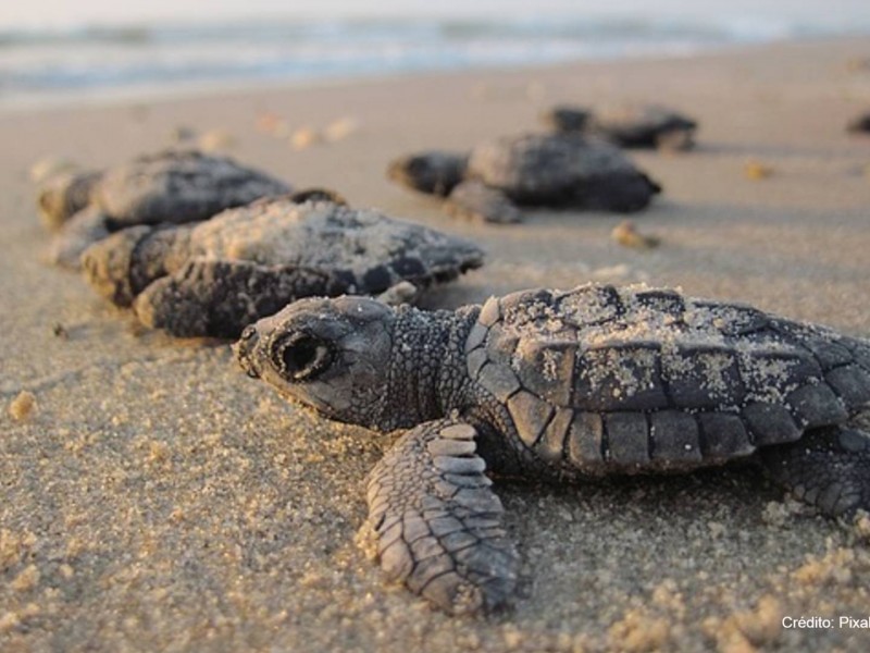 El 2020 fue un éxito en desoves de tortugas marinas