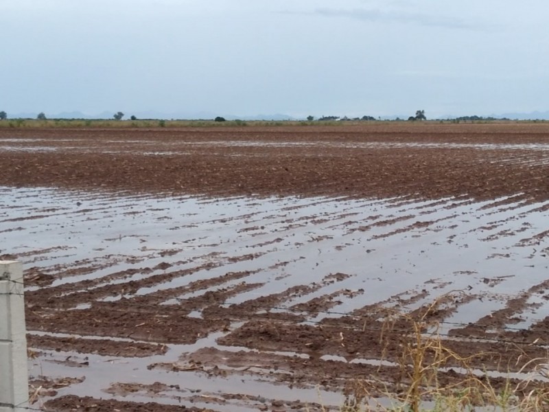 El 25 % de la superficie con daños por 