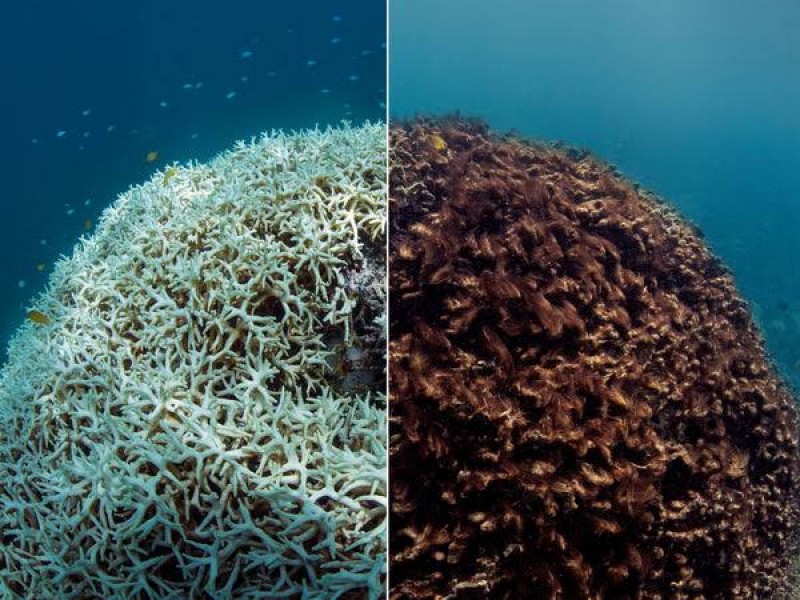 El 70% de arrecifes están impactados en Zihuatanejo