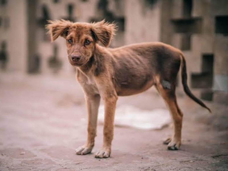 El 70% de los perros son abandonados