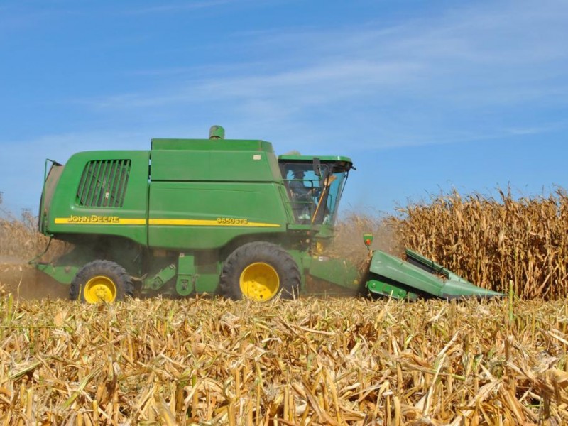 El 70% del maíz se va por la libre