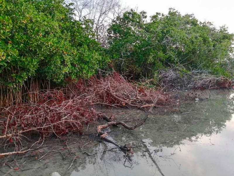 El 74% de manglar se ha perdido en Petatlán