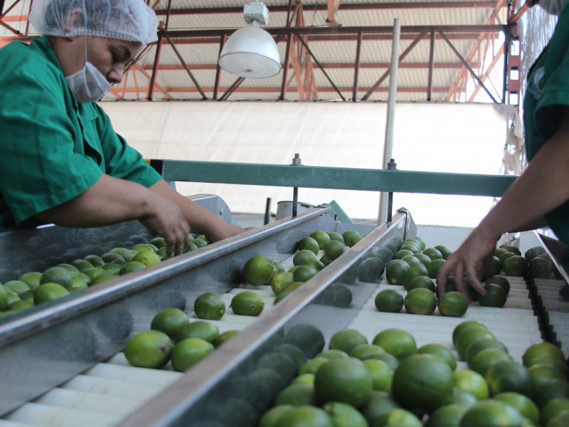 El 80% del limón de Nayarit se exporta