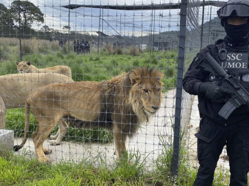 El 90% de los animales recuperados en santuario del Ajusco.