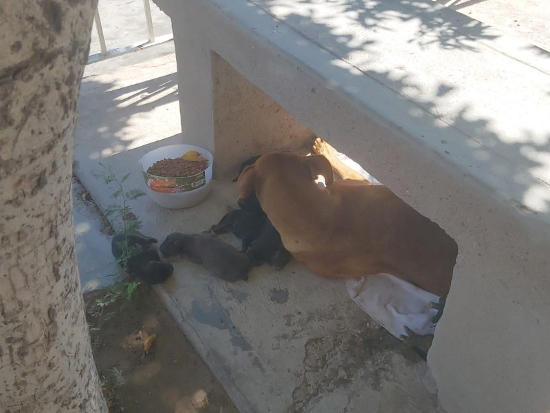 El abandono animal, una constante en Guaymas