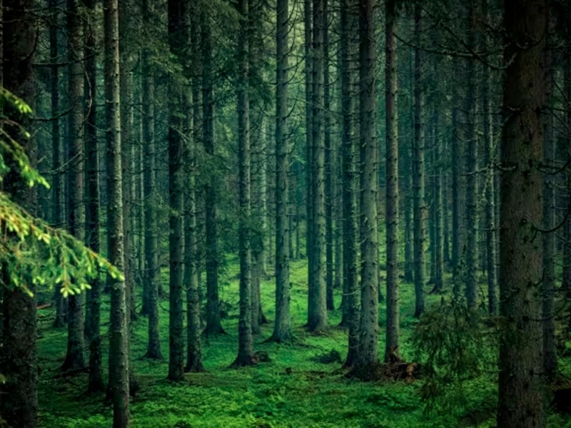 El bosque puede traer beneficios para el cuerpo y mente