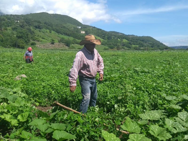 El cacahuate semilla que se siembra por herencia