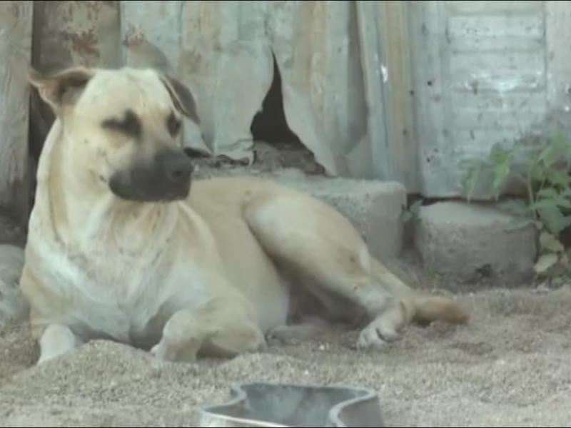 El calor también afecta a las mascotas