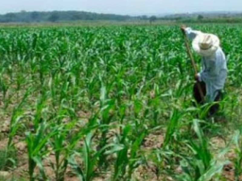 El campo mexicano dependerá de Estados Unidos