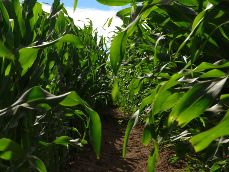 El campo mexicano tiene potencial, urge fortalecerlo