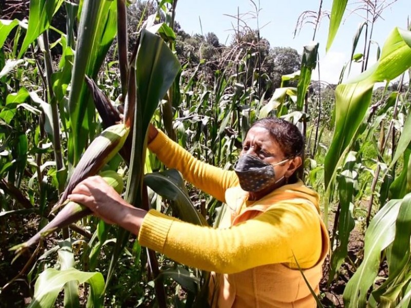 El campo veracruzano se ha feminizado