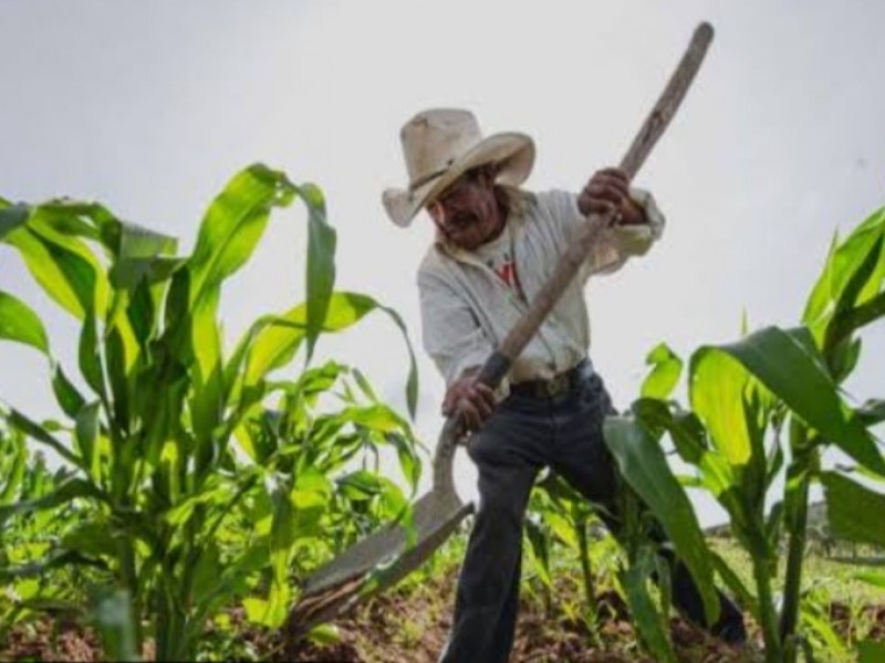 El campo Veracruzao ya no puede pensar en ma comercialización