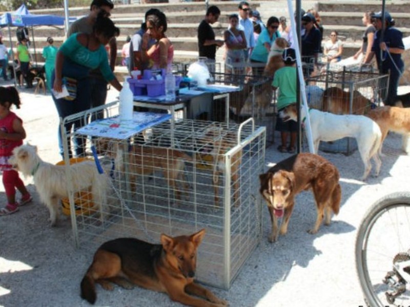 El Centro de Control Canino invita a su jornada 
