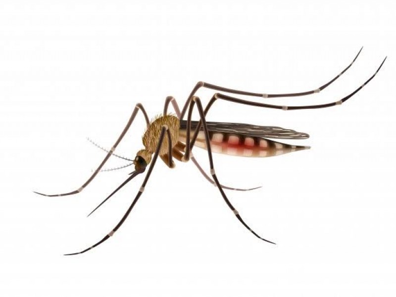 Covid-19 podría hacerse confundirse con Dengue.