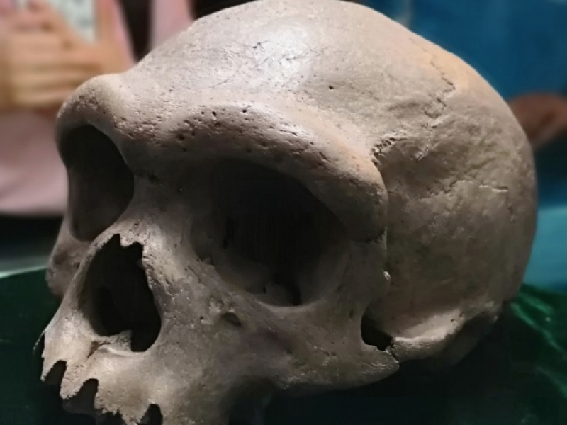 El cráneo de Harbin, una nueva especie humana