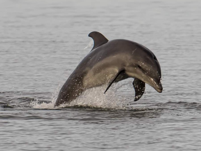 El delfín Nariz de Botella, llegó para quedarse en Topolobampo