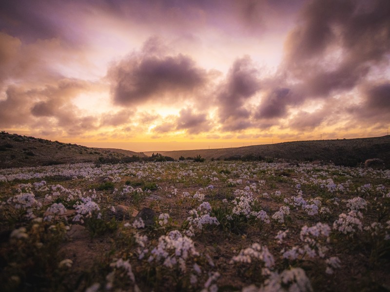 El desierto más árido del mundo, florece