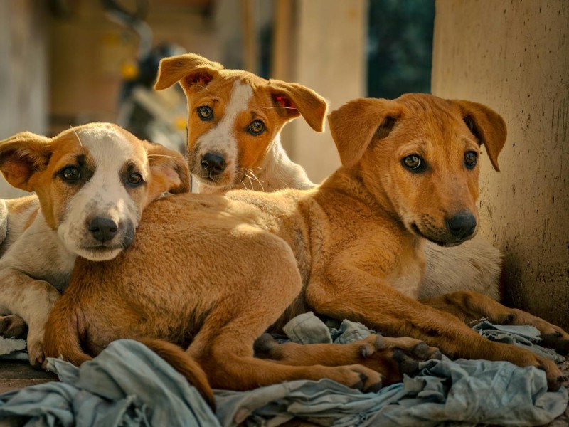 El Día del perro llama a cuidar, adoptar  y transformar vidas