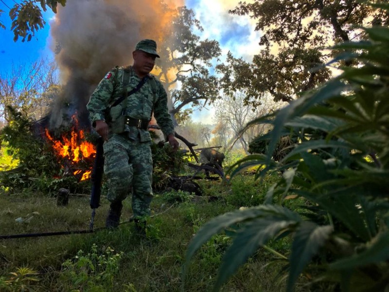 Ejercito Mexicano destruye 5 plantíos de marihuana en Jalpa