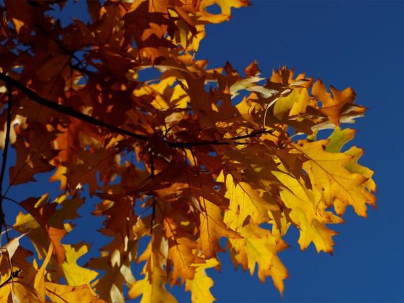 El Equinoccio de Otoño llegará este 22 de septiembre