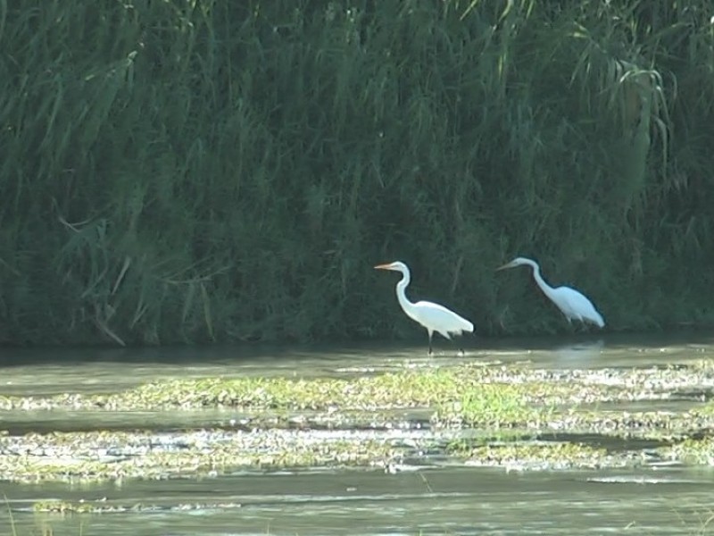 El Estero, un oasis para aves