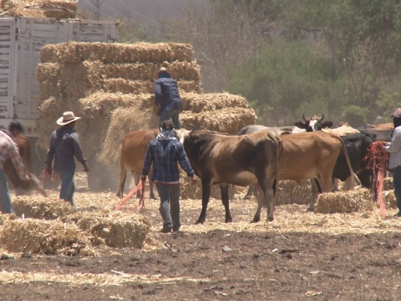 El factor clima, será crucial para el sector ganadero