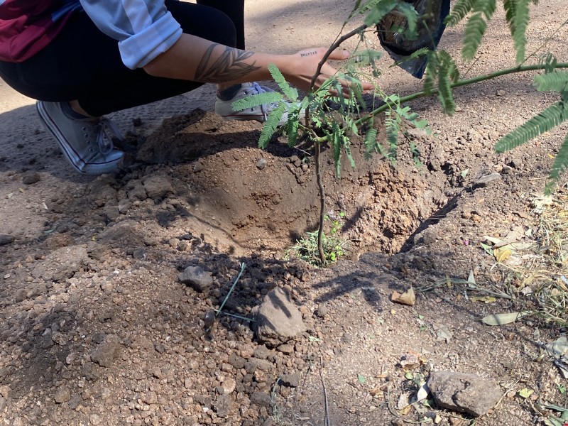 El Fin solo es Reforestar