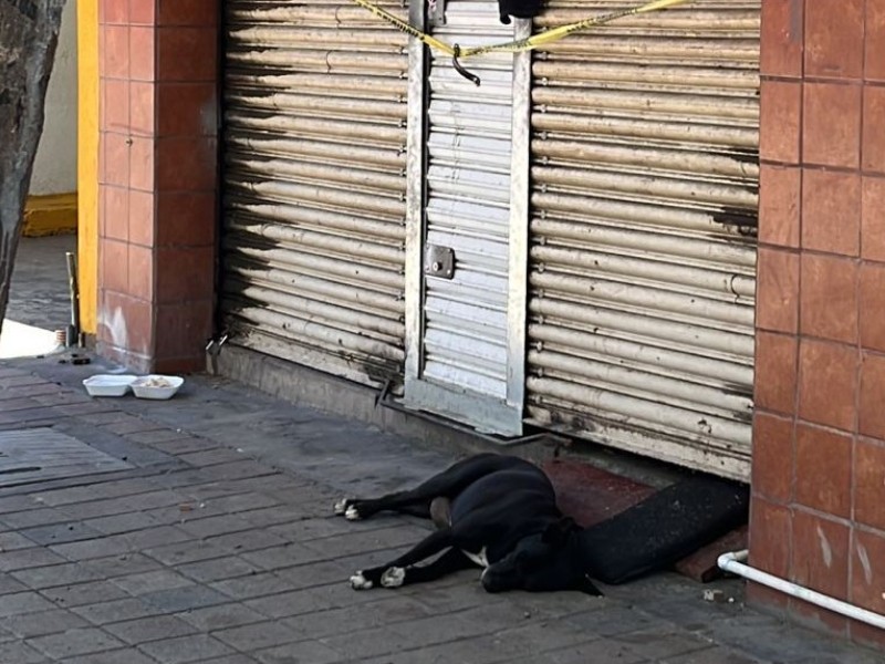 El Hachiko de Culiacán conmovió a todo México