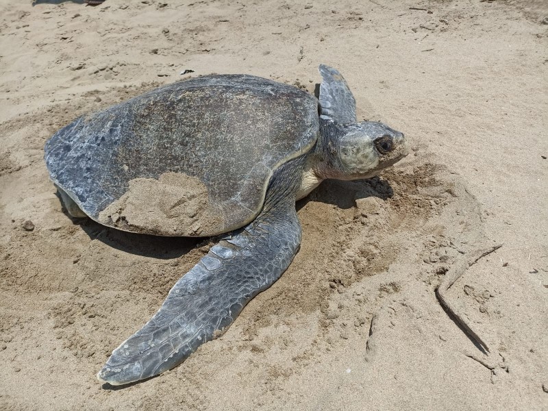 El humano, principal depredador de tortugas en playa Blanca