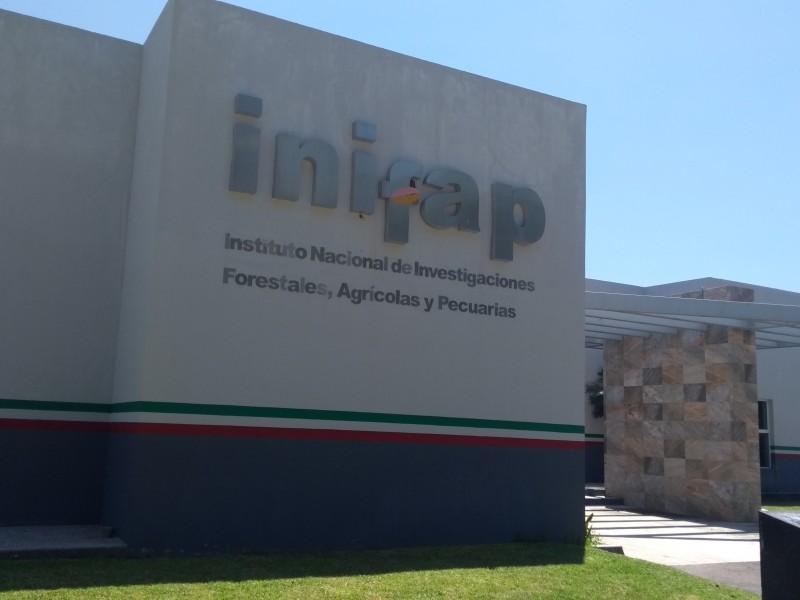El Inifap trabaja en el fortalecimiento de cultivos