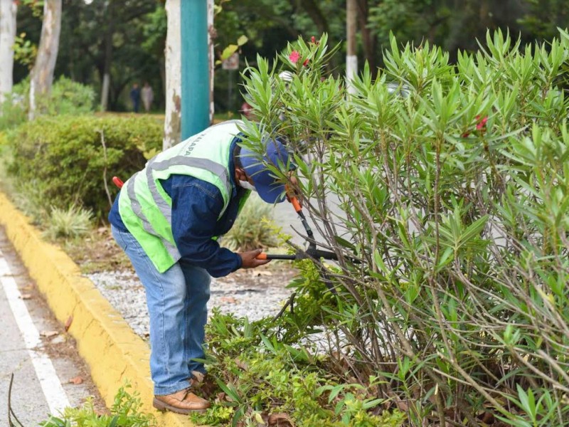 El lunes inician trabajadores de Empleo Temporal en Xalapa