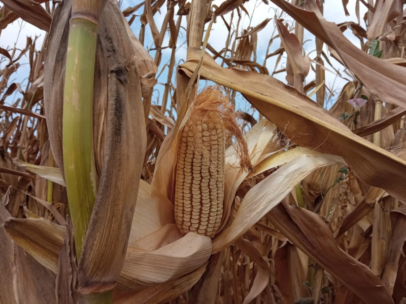 El maíz acumula 5 semanas con pérdidas